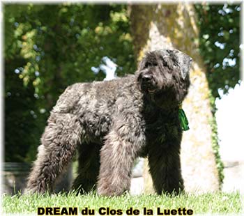 Bouvier des Flandres DREAM - Elevage du CLOS DE LA LUETTE - COPYRIGHT DEPOSE