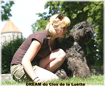 Bouvier des Flandres DREAM - Elevage du CLOS DE LA LUETTE - COPYRIGHT DEPOSE