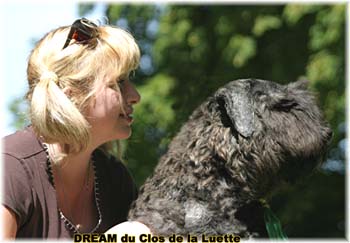 Bouvier des Flandres DREAM - Elevage du CLOS DE LA LUETTE - COPYRIGHT DEPOSE