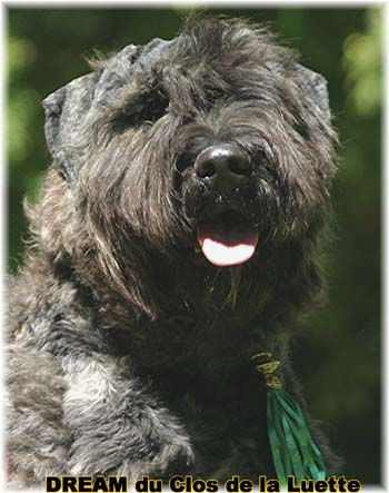 Bouvier des Flandres DREAM - Elevage du CLOS DE LA LUETTE - COPYRIGHT DEPOSE