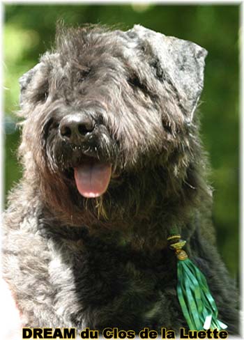 Bouvier des Flandres DREAM - Elevage du CLOS DE LA LUETTE - COPYRIGHT DEPOSE