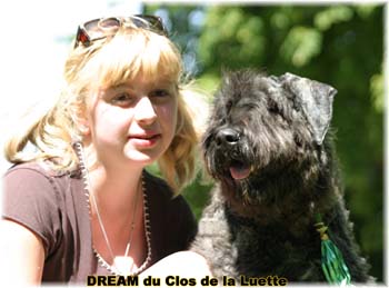 Bouvier des Flandres DREAM - Elevage du CLOS DE LA LUETTE - COPYRIGHT DEPOSE