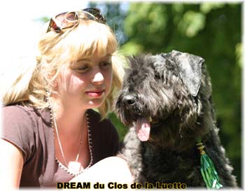 Bouvier des Flandres DREAM - Elevage du CLOS DE LA LUETTE - COPYRIGHT DEPOSE