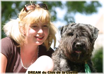 Bouvier des Flandres DREAM - Elevage du CLOS DE LA LUETTE - COPYRIGHT DEPOSE