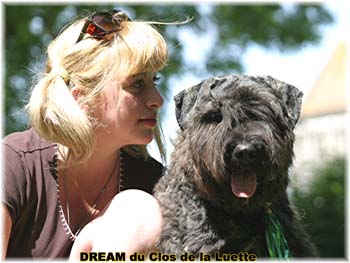 Bouvier des Flandres DREAM - Elevage du CLOS DE LA LUETTE - COPYRIGHT DEPOSE