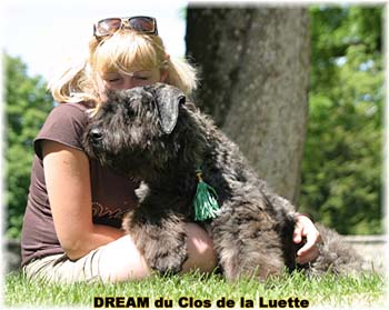 Bouvier des Flandres DREAM - Elevage du CLOS DE LA LUETTE - COPYRIGHT DEPOSE