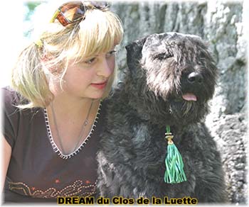 Bouvier des Flandres DREAM - Elevage du CLOS DE LA LUETTE - COPYRIGHT DEPOSE