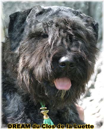 Bouvier des Flandres DREAM - Elevage du CLOS DE LA LUETTE - COPYRIGHT DEPOSE