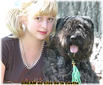 Bouvier des Flandres DREAM - Elevage du CLOS DE LA LUETTE - COPYRIGHT DEPOSE