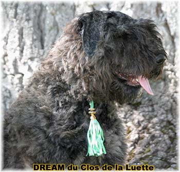 Bouvier des Flandres DREAM - Elevage du CLOS DE LA LUETTE - COPYRIGHT DEPOSE