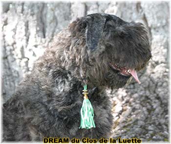 Bouvier des Flandres DREAM - Elevage du CLOS DE LA LUETTE - COPYRIGHT DEPOSE