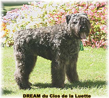 Bouvier des Flandres DREAM - Elevage du CLOS DE LA LUETTE - COPYRIGHT DEPOSE