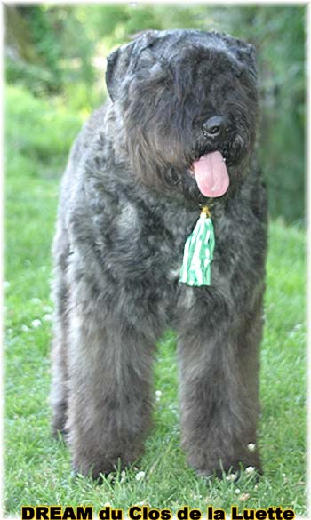 Bouvier des Flandres DREAM - Elevage du CLOS DE LA LUETTE - COPYRIGHT DEPOSE