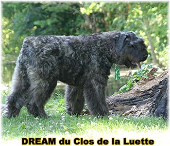 Bouvier des Flandres DREAM - Elevage du CLOS DE LA LUETTE - COPYRIGHT DEPOSE