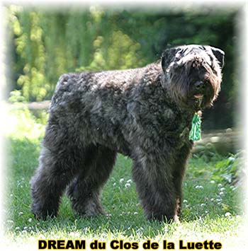 Bouvier des Flandres DREAM - Elevage du CLOS DE LA LUETTE - COPYRIGHT DEPOSE