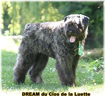 Bouvier des Flandres DREAM - Elevage du CLOS DE LA LUETTE - COPYRIGHT DEPOSE