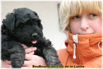 chiot bouvier des flandres SITE WEB ELEVAGE DU CLOS DE LA LUETTE SPECIALISE POUR LE BOUVIER DES FLANDRES ©