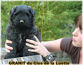 image Bouvier des Flandres  -  Elevage du Clos de la Luette - Copyright d&eacute;pos&eacute;