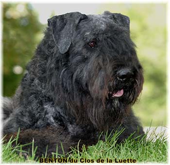 BENTON du Clos de la Luette SITE WEB ELEVAGE DU CLOS DE LA LUETTE SPECIALISE POUR LE BOUVIER DES FLANDRES COPYRIGHT DEPOSE