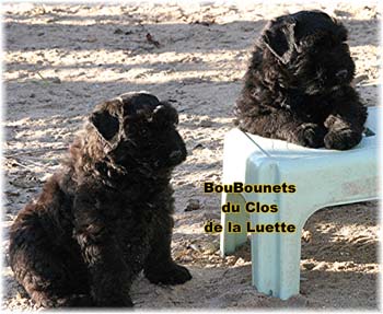 bouvier des flandres photo chiot - Elevage Clos Luette -  COPYRIGHT DEPOSE