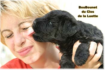 bouvier des flandres photo chiot - Elevage Clos Luette -  COPYRIGHT DEPOSE