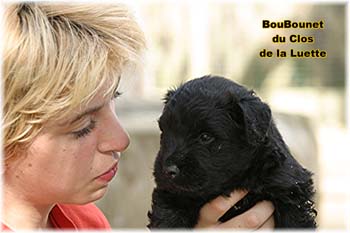 bouvier des flandres photo chiot - Elevage Clos Luette -  COPYRIGHT DEPOSE