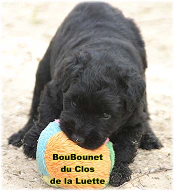 bouvier des flandres photo chiot - Elevage Clos Luette -  COPYRIGHT DEPOSE