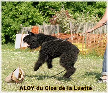 Elevage du CLOS DE LA LUETTE - COPYRIGHT DEPOSE