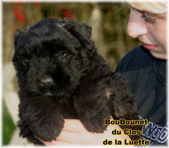 bouvier des flandres photo chiot - Elevage Clos Luette -  COPYRIGHT DEPOSE