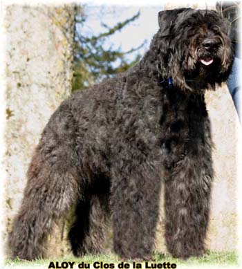 ALLOY © Elevage de bouviers des flandres du Clos de la Luette specialisé pour le bouvier des flandres Copyrigth depose