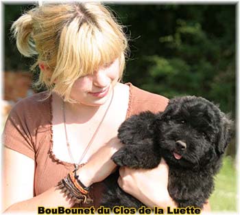 DU CLOS DE LA LUETTE SITE WEB ELEVAGE DU CLOS DE LA LUETTE SPECIALISE POUR LE BOUVIER DES FLANDRES COPYRIGHT DEPOSE