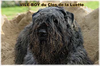 Elevage du CLOS DE LA LUETTE - COPYRIGHT DEPOSE