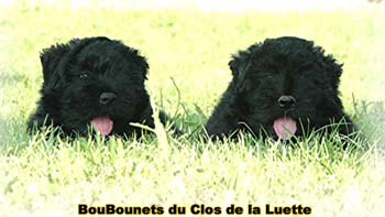 bouvier des flandres photo chiot - Elevage Clos Luette -  COPYRIGHT DEPOSE