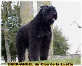 SITE WEB ELEVAGE DU CLOS DE LA LUETTE SPECIALISE POUR LE BOUVIER DES FLANDRES © COPYRIGHT DEPOSE