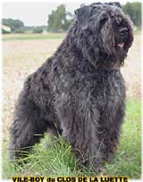 SITE WEB ELEVAGE DU CLOS DE LA LUETTE SPECIALISE POUR LE BOUVIER DES FLANDRES © COPYRIGHT DEPOSE