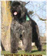 SITE WEB ELEVAGE DU CLOS DE LA LUETTE SPECIALISE POUR LE BOUVIER DES FLANDRES © COPYRIGHT DEPOSE