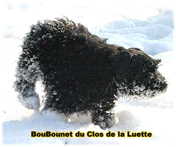 Elevage du CLOS DE LA LUETTE - COPYRIGHT DEPOSE