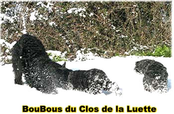 Elevage du CLOS DE LA LUETTE - COPYRIGHT DEPOSE