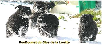 Elevage du CLOS DE LA LUETTE - COPYRIGHT DEPOSE