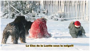 Elevage du CLOS DE LA LUETTE - COPYRIGHT DEPOSE