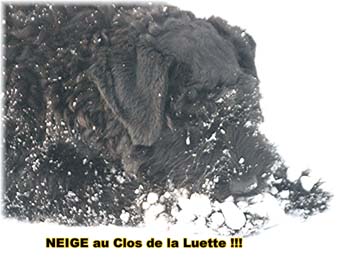 Elevage du CLOS DE LA LUETTE - COPYRIGHT DEPOSE