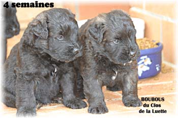 bouvier des flandres photo chiot - Elevage Clos Luette -  COPYRIGHT DEPOSE