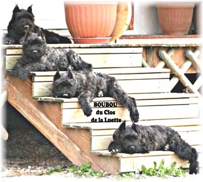 bouvier des flandres photo chiot - Elevage Clos Luette -  COPYRIGHT DEPOSE