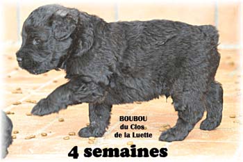 bouvier des flandres photo chiot - Elevage Clos Luette -  COPYRIGHT DEPOSE