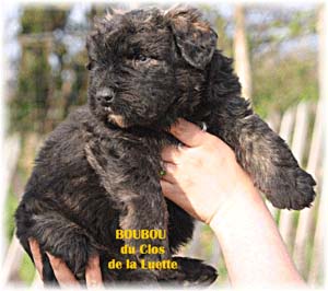 bouvier des flandres photo chiot - Elevage Clos Luette -  COPYRIGHT DEPOSE