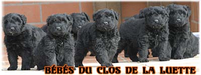 bouvier des flandres photo chiot - Elevage Clos Luette -  COPYRIGHT DEPOSE