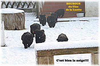 bouvier des flandres photo chiot - Elevage Clos Luette -  COPYRIGHT DEPOSE