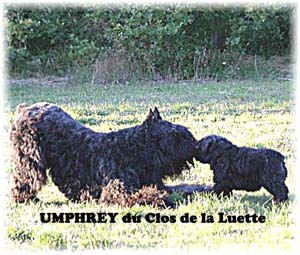 bouvier des flandres photo chiot - Elevage Clos Luette -  COPYRIGHT DEPOSE