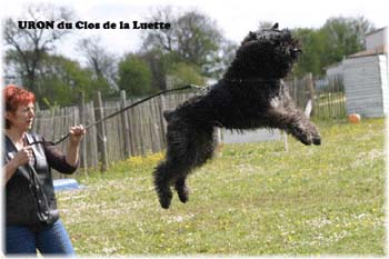 Elevage du CLOS DE LA LUETTE - COPYRIGHT DEPOSE