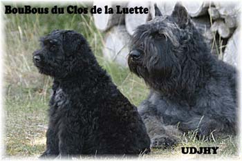 Elevage du CLOS DE LA LUETTE - COPYRIGHT DEPOSE